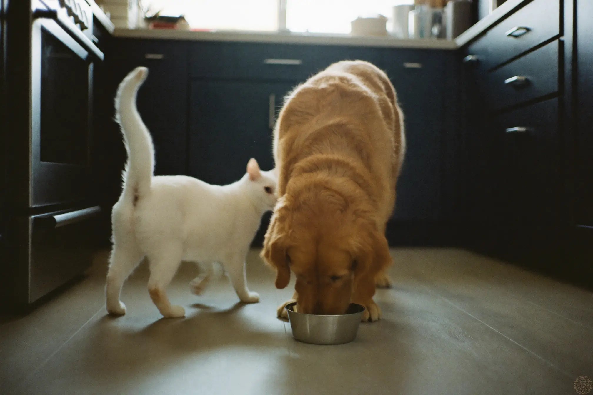 Feeding time at home with Pure Pet Tripeptide Collagen