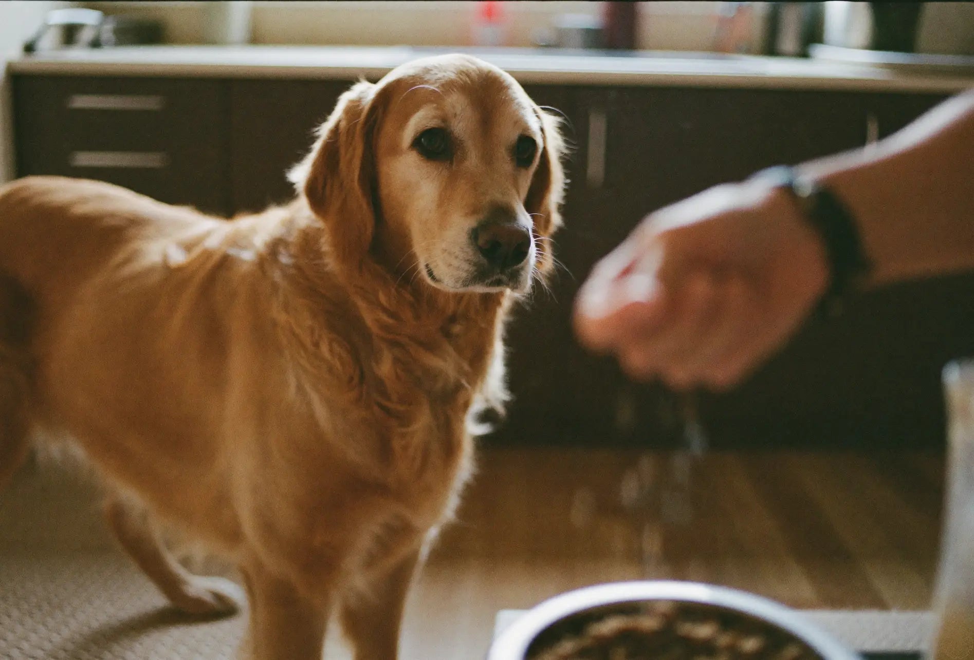 Pure Pet Tripeptide Collagen sprinkled over a pet meal at home